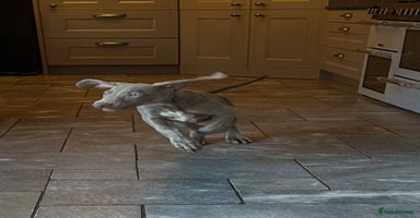 Weimaraner dogs - Advert 8