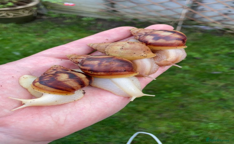 Snails invertebrates - Advert 1