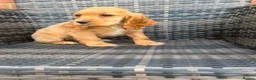 Cocker Spaniel dogs for sale: GoldenSHOW Type Cocker SPANIEL  in Iver - Advert 17