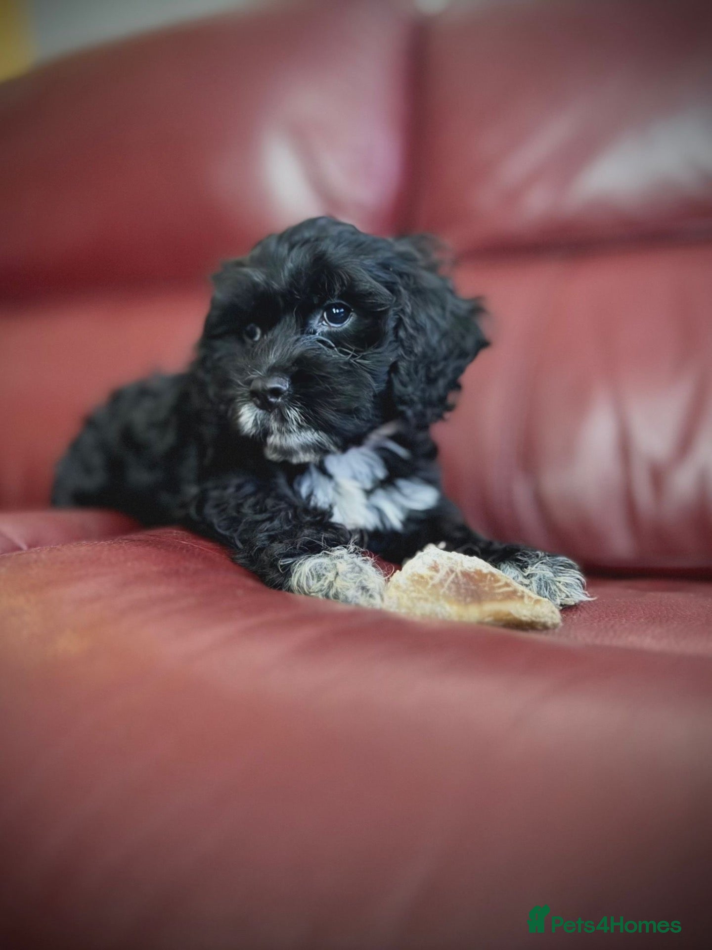 Cockapoo dogs 4 really to go F2 cocker puppies  - Advert 2