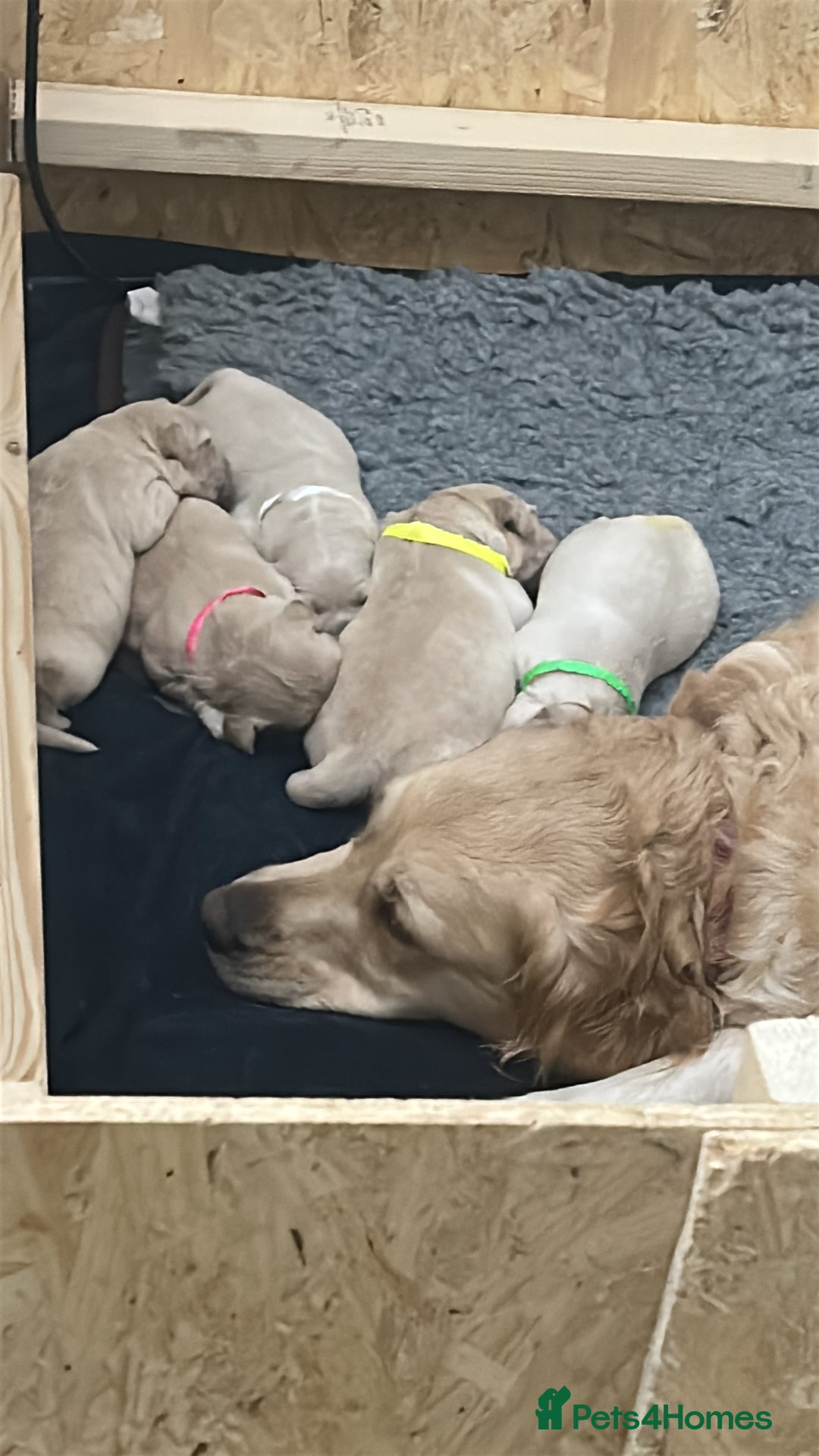 Golden Retriever dogs for sale: 5 golden retriever puppies  - Advert 9