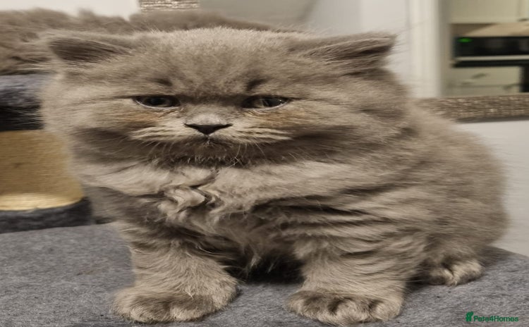 British Longhair cats - Advert 3