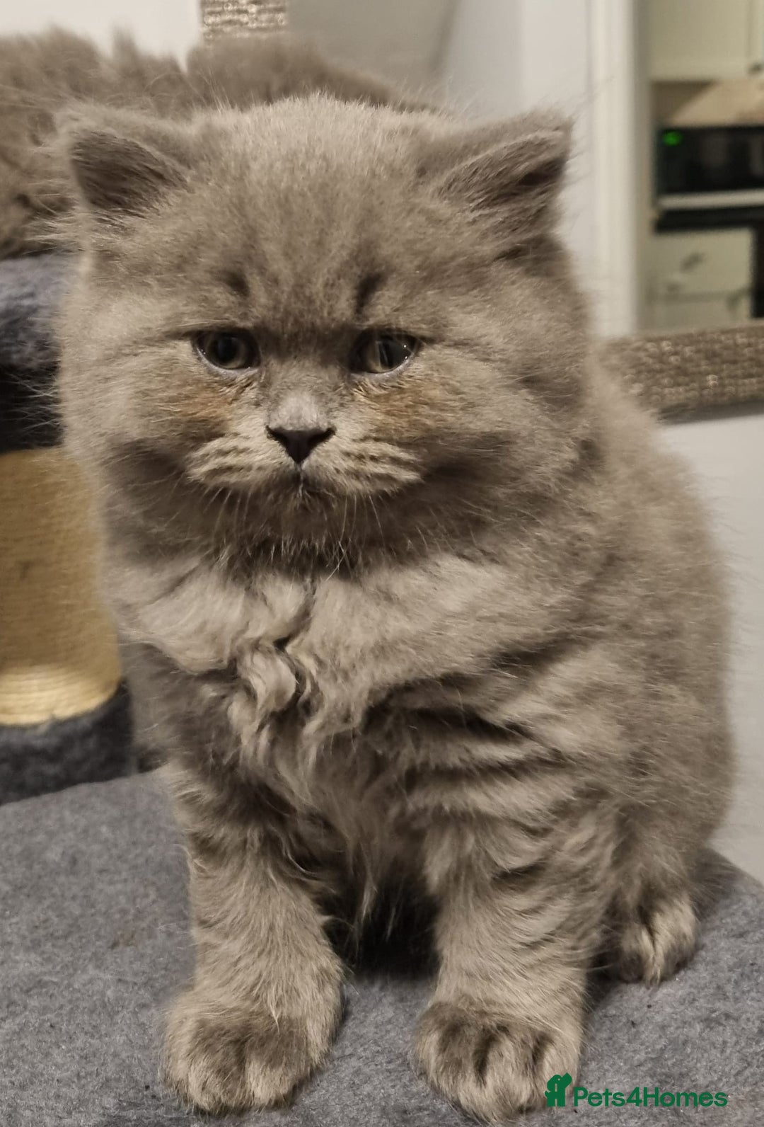 British Longhair cats for sale: British long hair x short hair  - Image 1