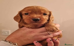 Cocker Spaniel dogs for sale: Gorgeous Health Tested Working Cocker Spaniels - Image 22