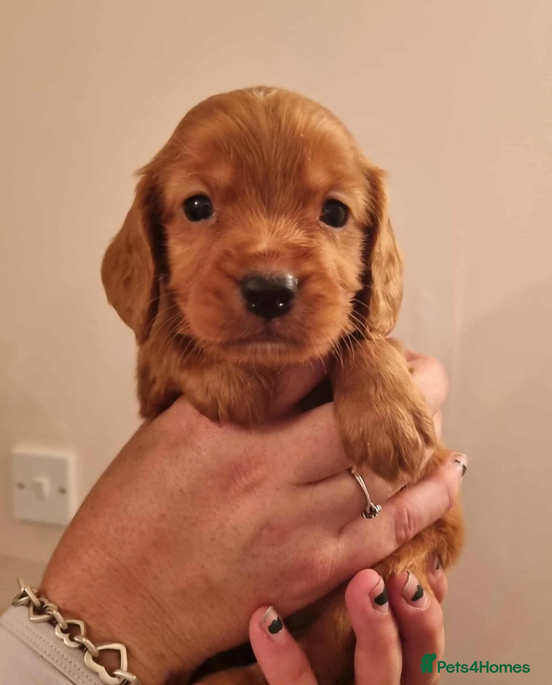 Cocker Spaniel dogs for sale: Gorgeous Health Tested Working Cocker Spaniels - Image 22