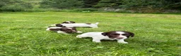 English Springer Spaniel dogs for sale: English Springer Spaniel  in Dunkeld - Advert 12