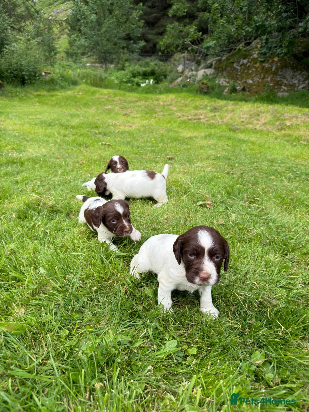 English Springer Spaniel dogs for sale: English Springer Spaniel  in Dunkeld - Advert 12