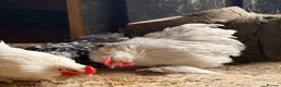 Chickens poultry for sale: Pekins , silkie and kaki campbell ducks - Advert 13