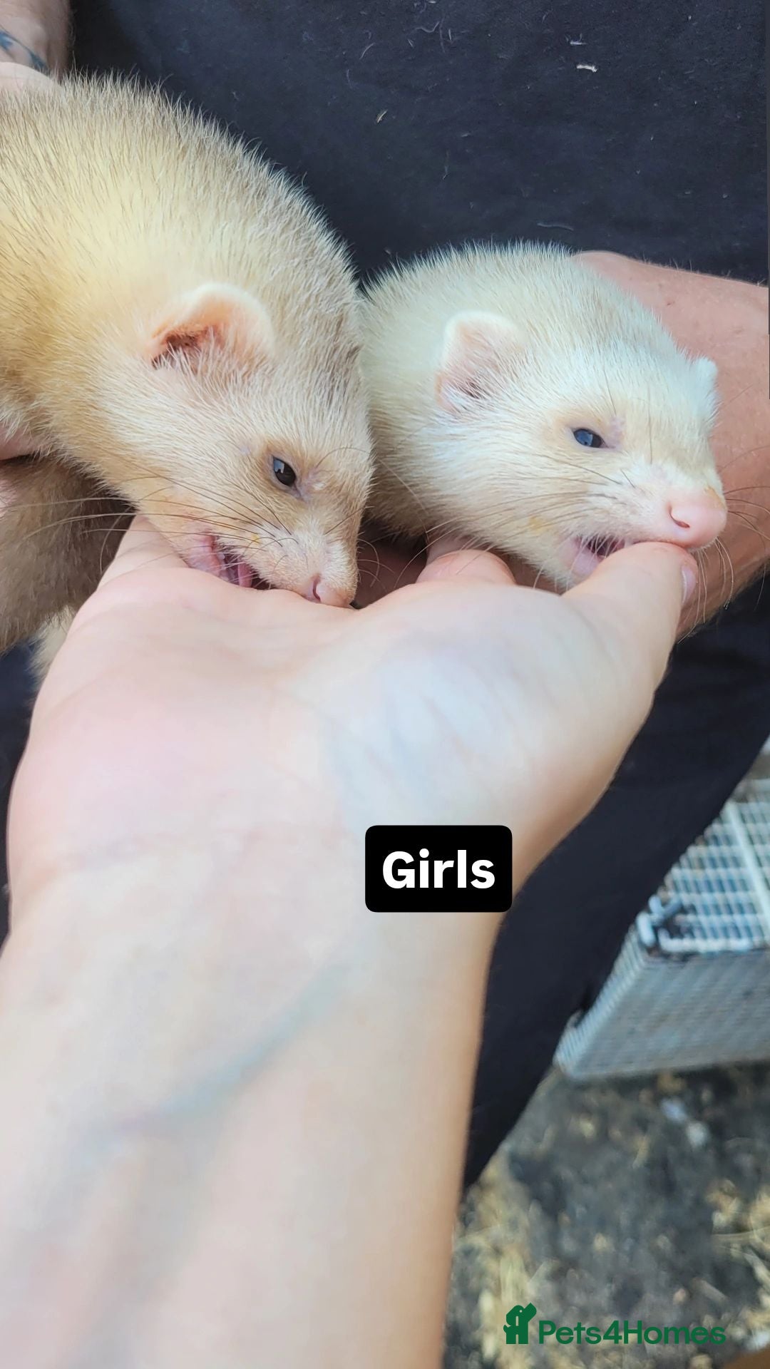 Ferret rodents Sandy ferrets (£60 for two) - Advert 2