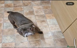 French Bulldog dogs for sale: Rehome - Advert 4