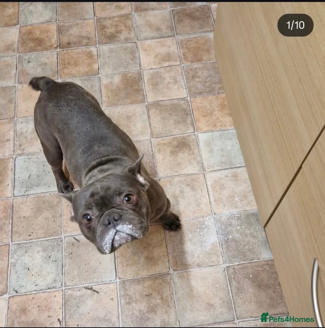 French Bulldog dogs for sale: Rehome - Advert 4