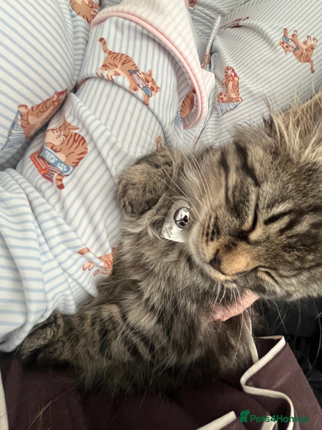 Mixed Breed cats for sale: Gorgeous fluffy girl  - Image 2