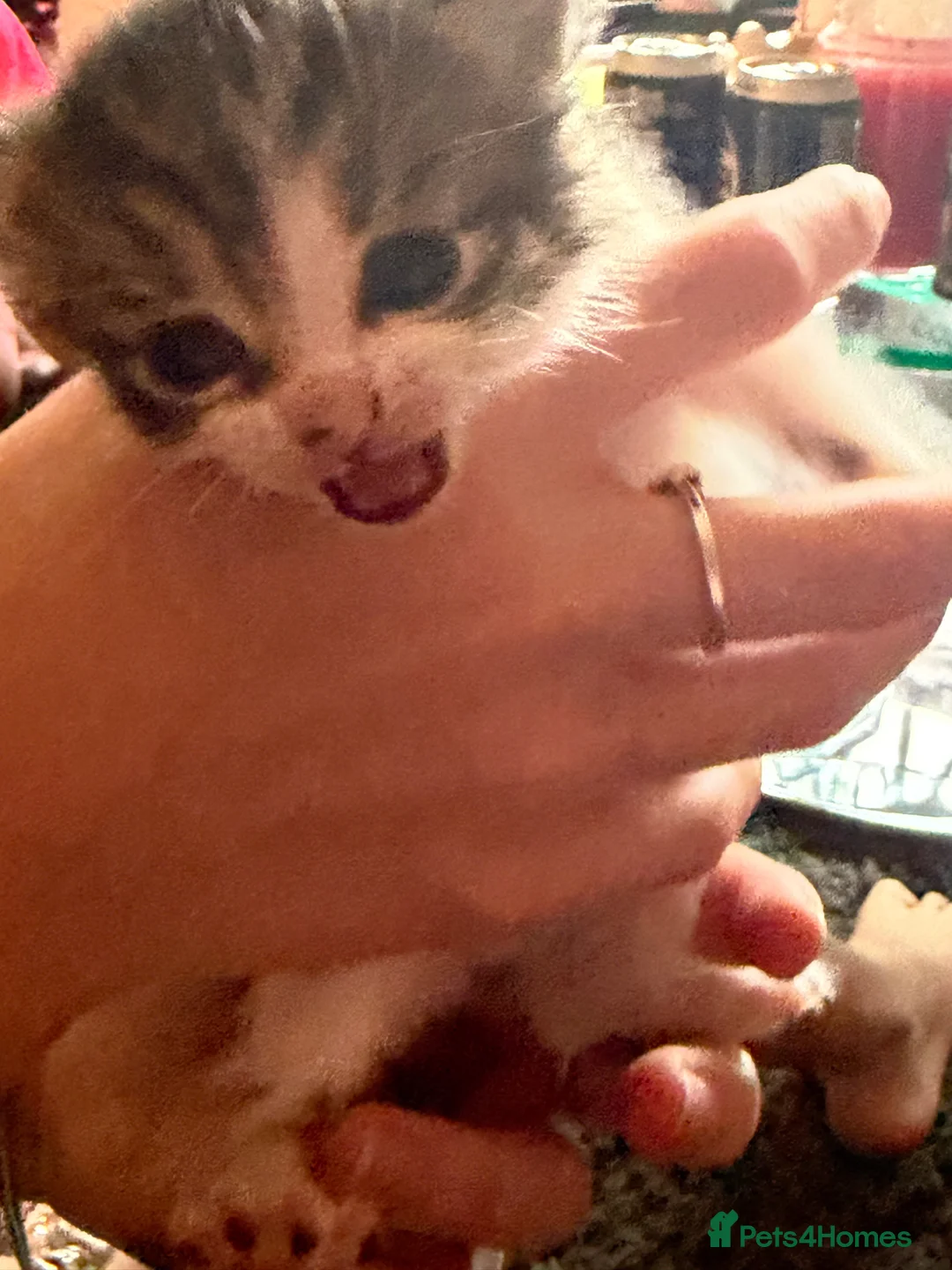 Mixed Breed cats for sale: 5 boys & 1 girl kitten  - Advert 2