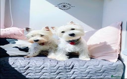 West Highland Terrier dogs for sale: 🤍🐾 Charming West Highland White Terrier Pups 🐶✨ - Image 5