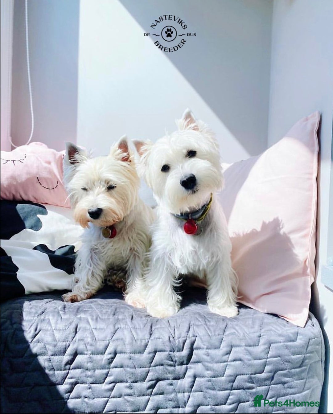 West Highland Terrier dogs for sale: 🤍🐾 Charming West Highland White Terrier Pups 🐶✨ - Image 5