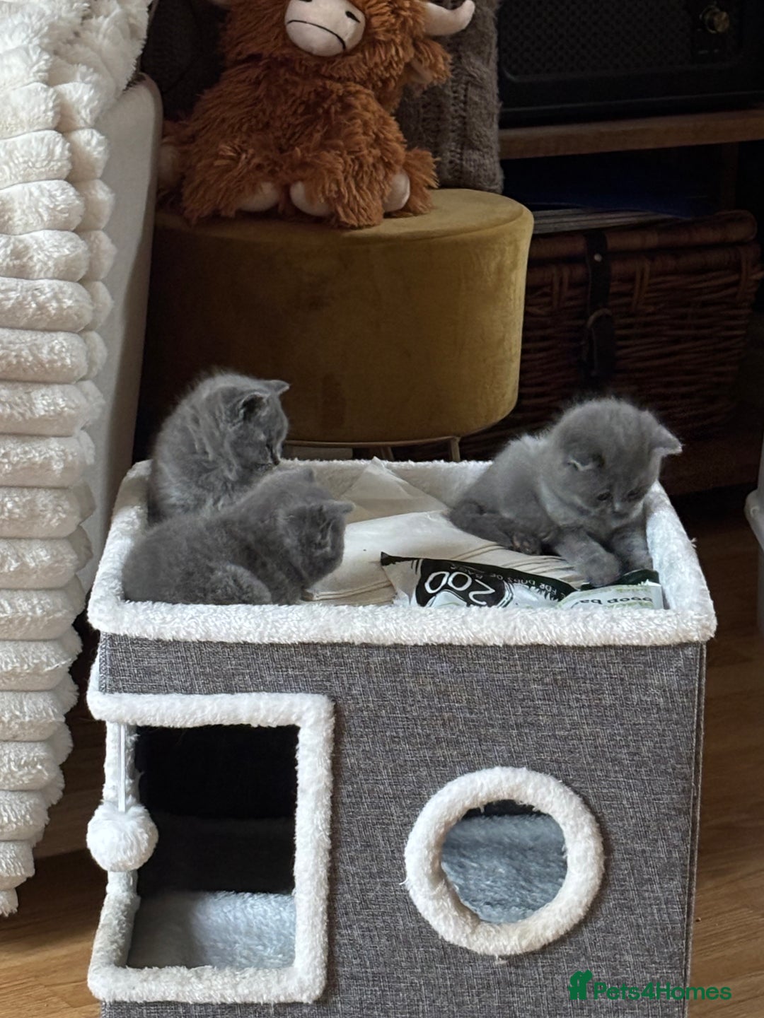 British Shorthair cats for sale: Stunning British Blue Shorthair Kittens - Image 3