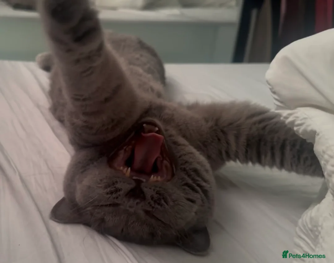 British Shorthair cats for sale: British Shorthair Female - Neutered - Advert 4