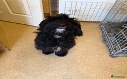 Jackapoo dogs for sale: Jackapoo puppies for sale  - Image 3