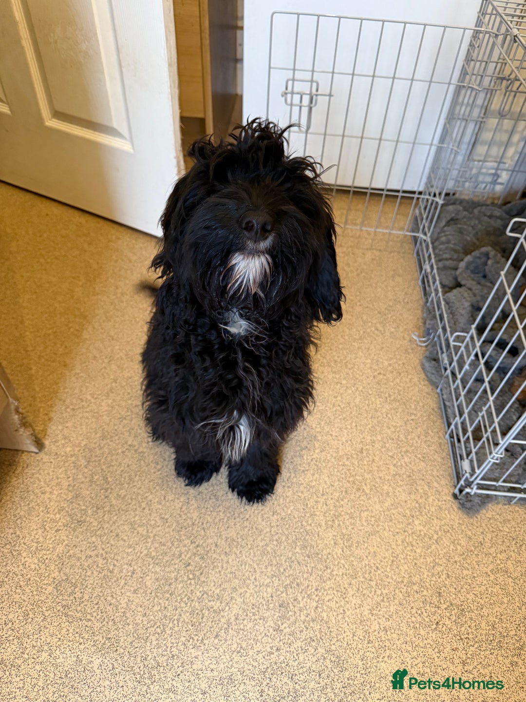 Jackapoo dogs for sale: Jackapoo puppies for sale  - Image 3