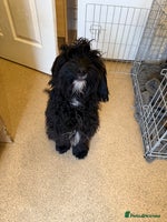 Jackapoo dogs Jackapoo puppies for sale - Advert 3