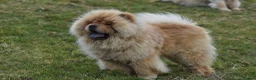 Chow Chow dogs for stud: Stunning Hungarian Import at Stud  - Advert 6