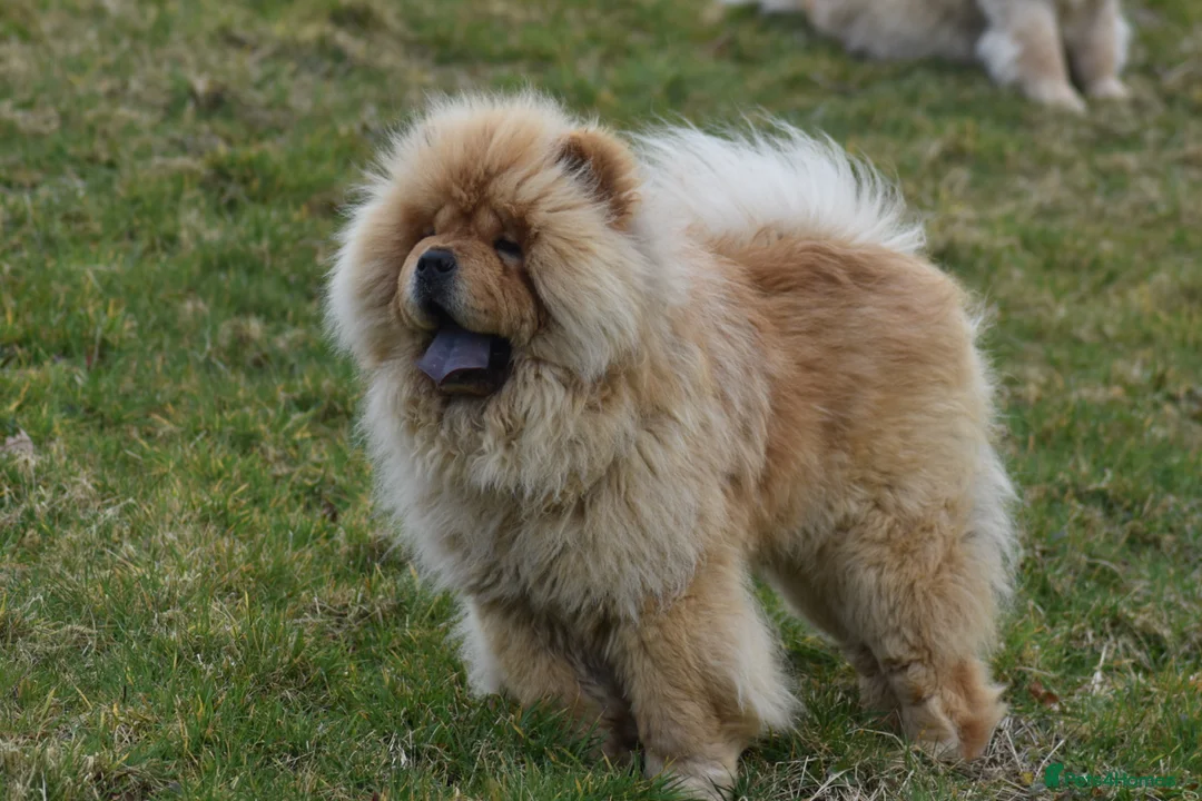 Chow Chow dogs for stud: Stunning Hungarian Import at Stud  - Advert 6