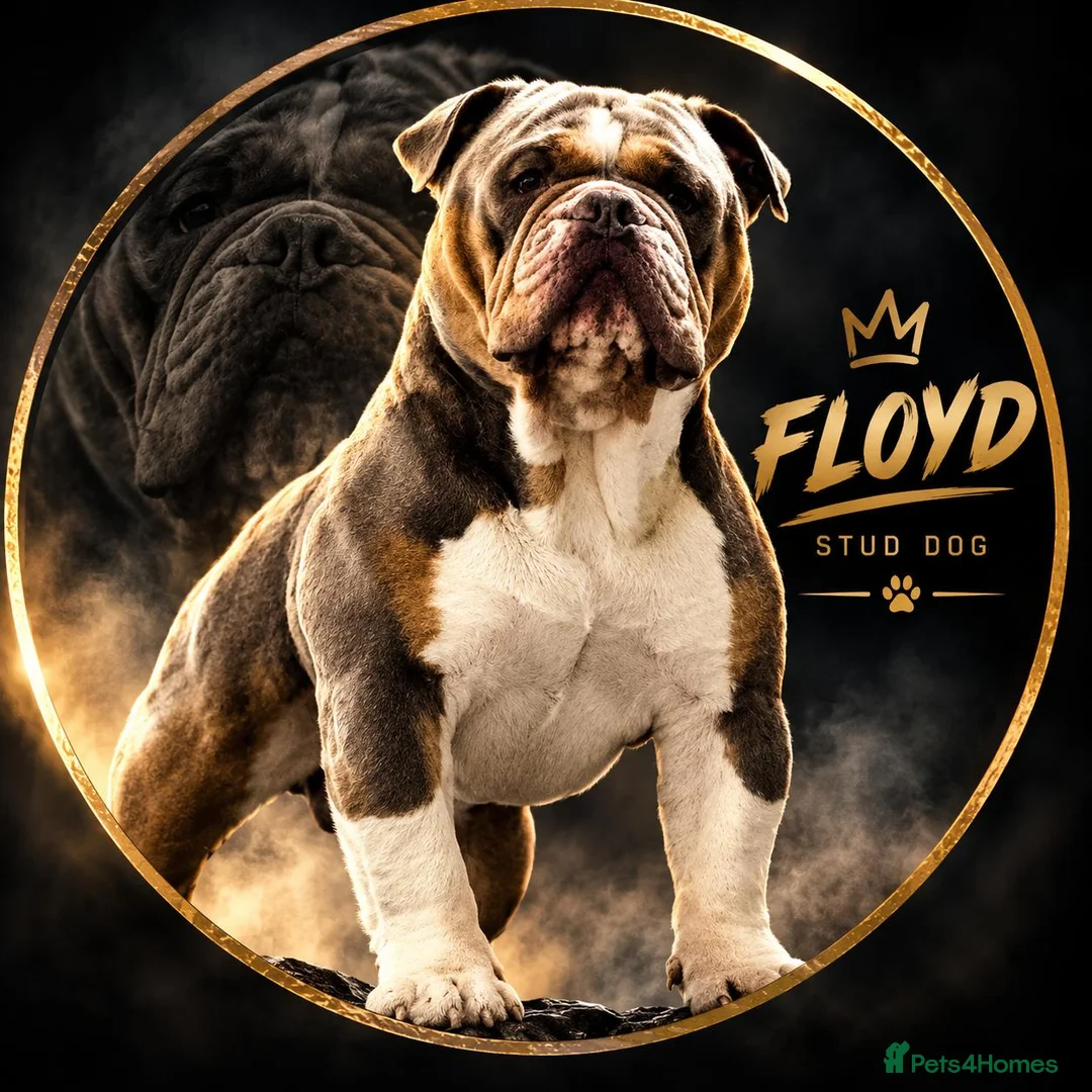Olde English Bulldogge dogs for stud: PROVEN STUD - Floyd, Olde English Bulldogge - Advert 1