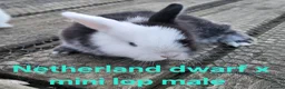 Mixed Breed rabbits for sale: Stunning selection of rabbits - Advert 10