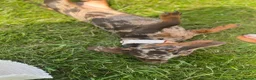 Miniature Dachshund dogs for sale: Female dapple miniature dachshund for rehoming  in Bristol - Advert 3