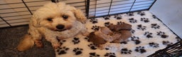 Cavachon dogs for sale: Gorgeous DNA tested Cavapoochon pups - Advert 3