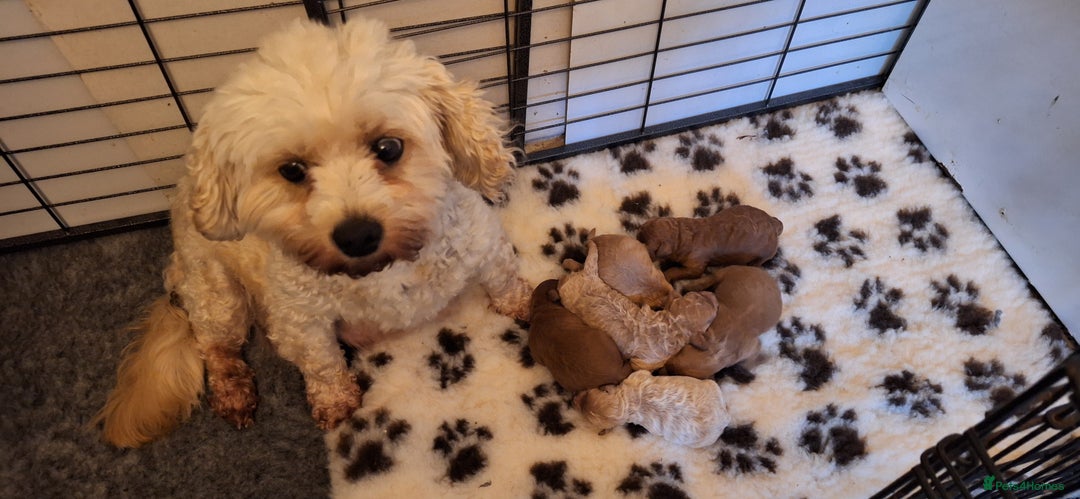 Cavachon dogs for sale: Gorgeous DNA tested Cavapoochon pups - Advert 3