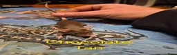 Mouse rodents for sale: 10 Cute Female Baby Fancy Mice - Advert 4