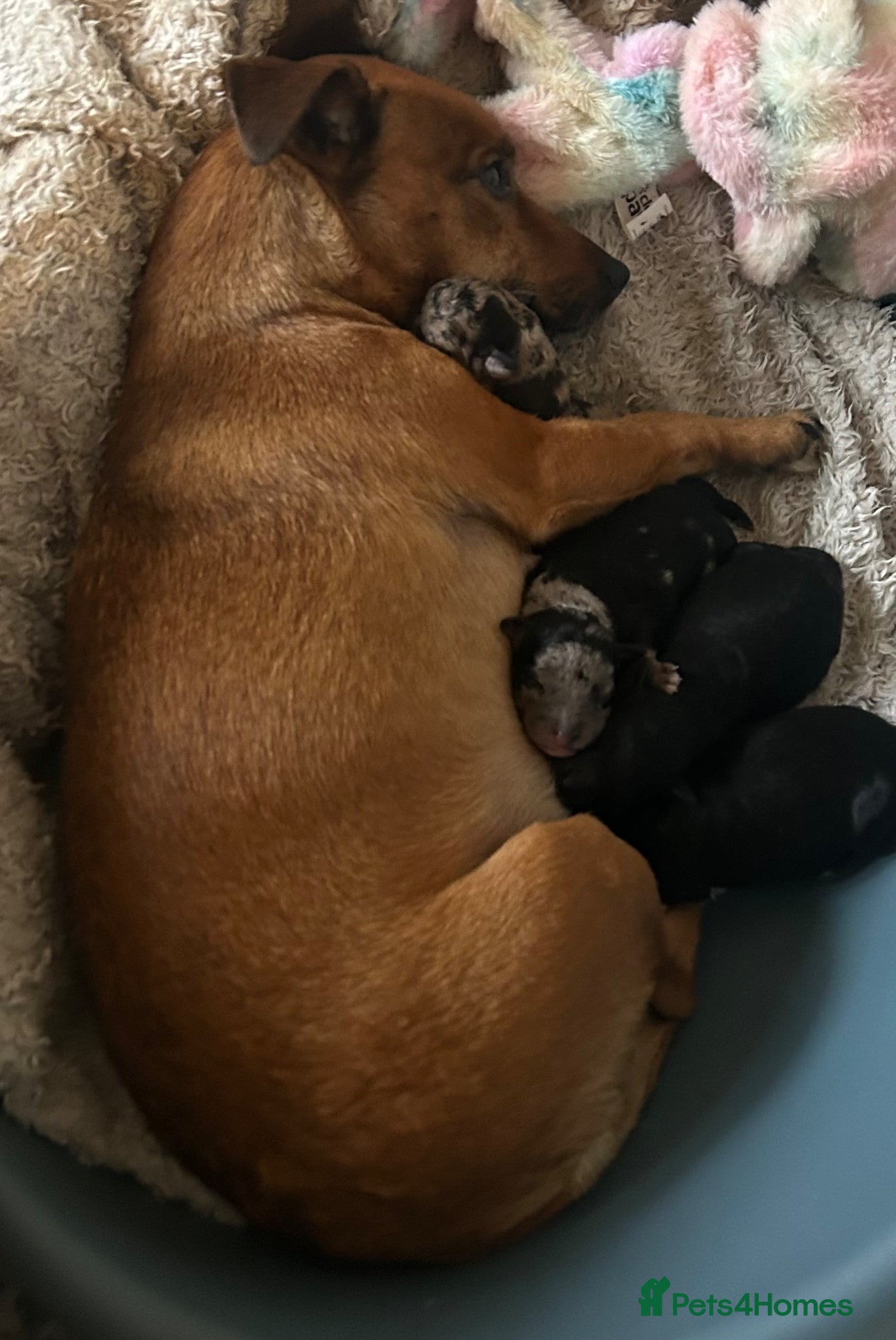 Jackapoo dogs for sale: All black jackapoos - Advert 1