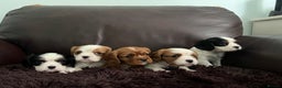 Cavalier King Charles Spaniel dogs for stud: CAVALIER TRI COLOUR STUD - HEALTH TESTED in Mablethorpe - Advert 5