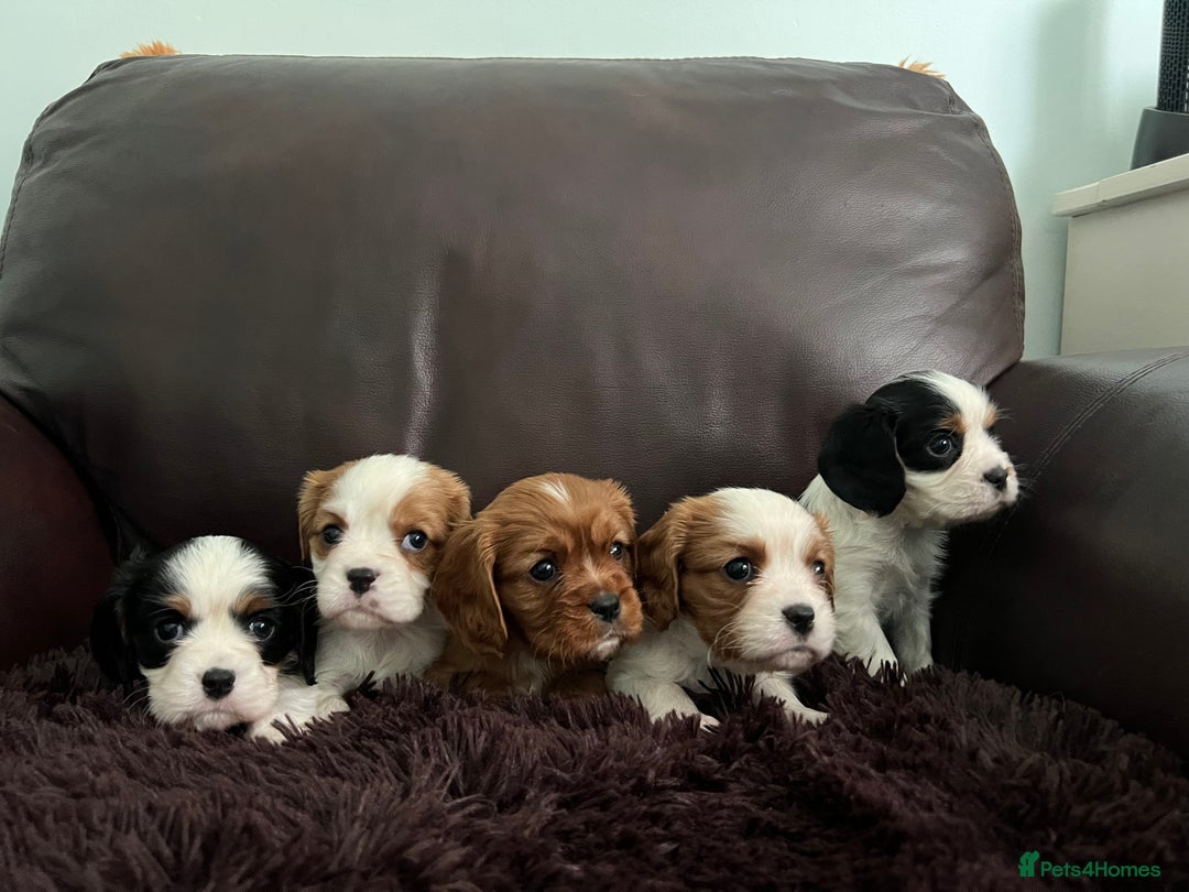 Cavalier King Charles Spaniel dogs for stud: CAVALIER TRI COLOUR STUD - HEALTH TESTED in Mablethorpe - Advert 5