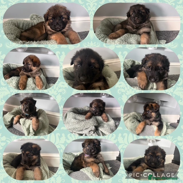 German Shepherd dogs 🐾Beautiful kc reg German shepherd pups 🐾 - Advert 6