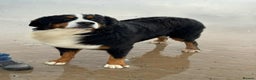 Bernese Mountain Dog dogs for sale: KC REGISTERED LITTER OF BERNESE MOUNTAIN DOG PUPS - Advert 9