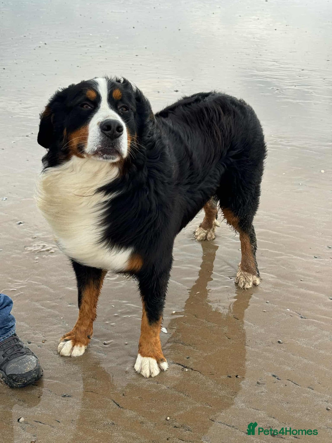 Bernese Mountain Dog dogs for sale: KC REGISTERED LITTER OF BERNESE MOUNTAIN DOG PUPS - Advert 9