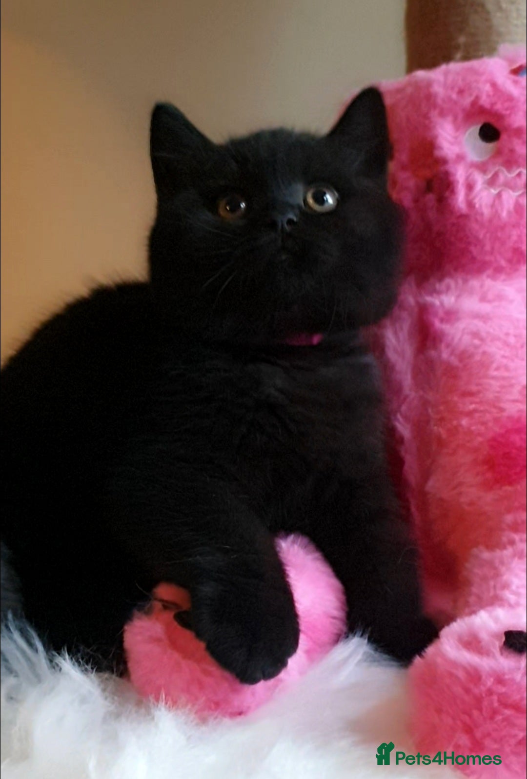 British Shorthair cats for sale: Exceptional Pedigree BSH Kittens  - Advert 4