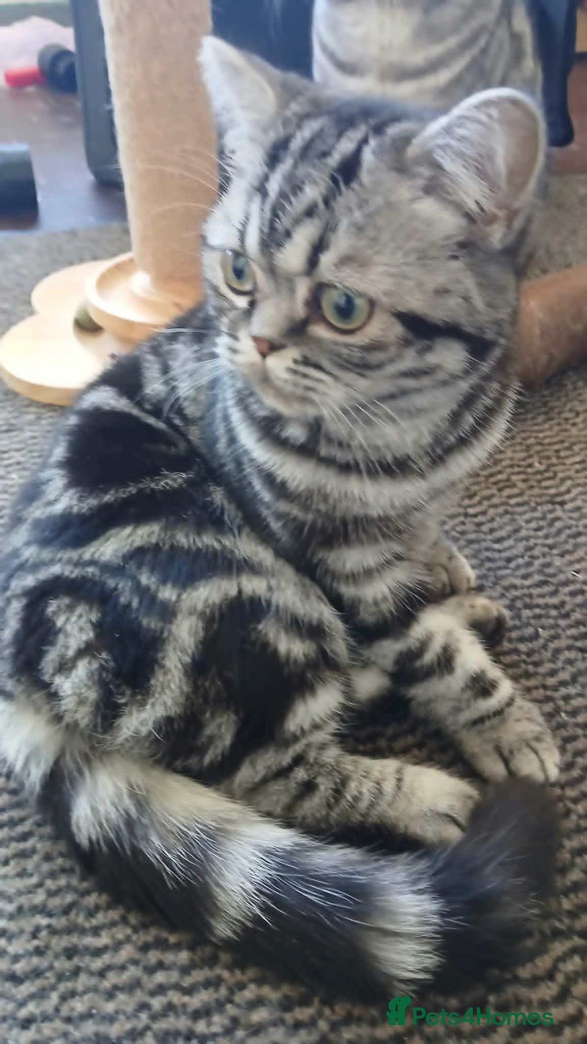 British Shorthair cats Bsh. Silver Tabby.🍄🍒 - Advert 10