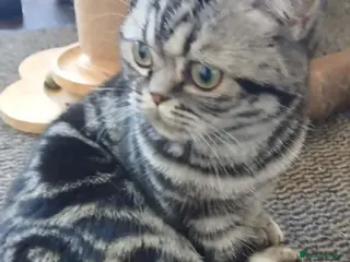 British Shorthair cats Bsh. Silver Tabby.🍄🍒 - Advert 1