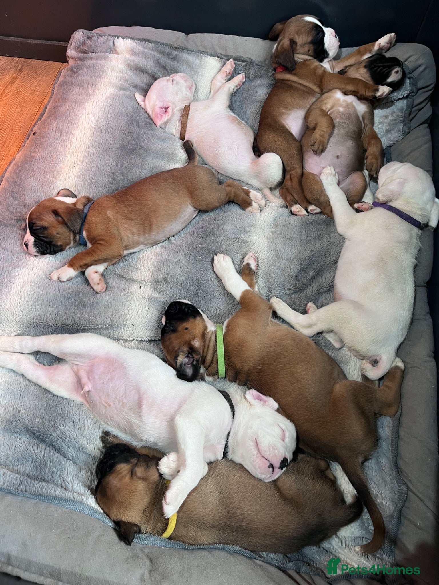 Boxer dogs Boxer Pups - Advert 1