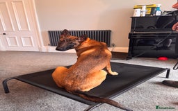 Belgian Shepherd Dog dogs for sale: Kairo - Urgent Rehome - Image 18