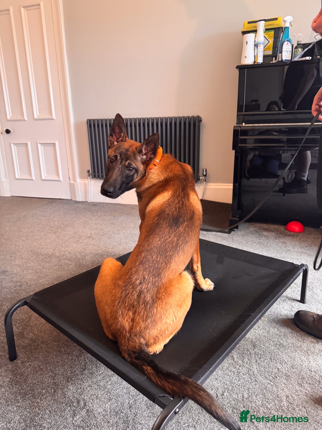 Belgian Shepherd Dog dogs for sale: Kairo - Urgent Rehome - Image 18