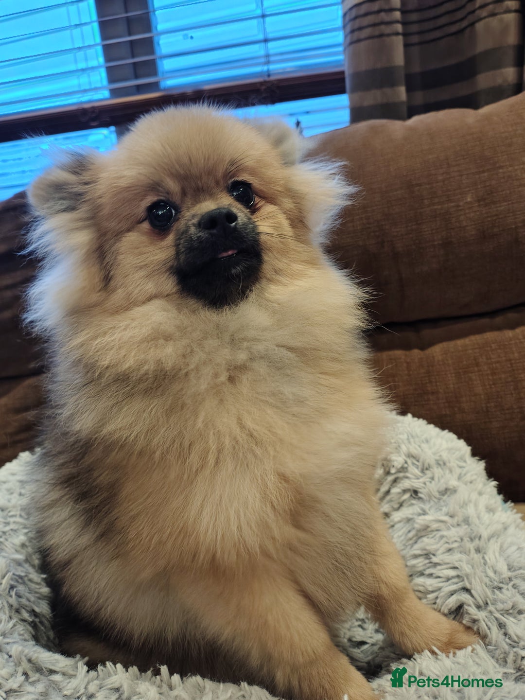 Pomeranian dogs for sale: Pom puppys with Kc reg , pedigree for sale - Image 12