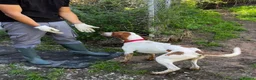 Mixed Breed dogs for adoption: Tiri  - Advert 5