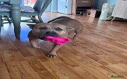 American Bully dogs for sale: 3 year old pocket bully looking for new home - Image 3