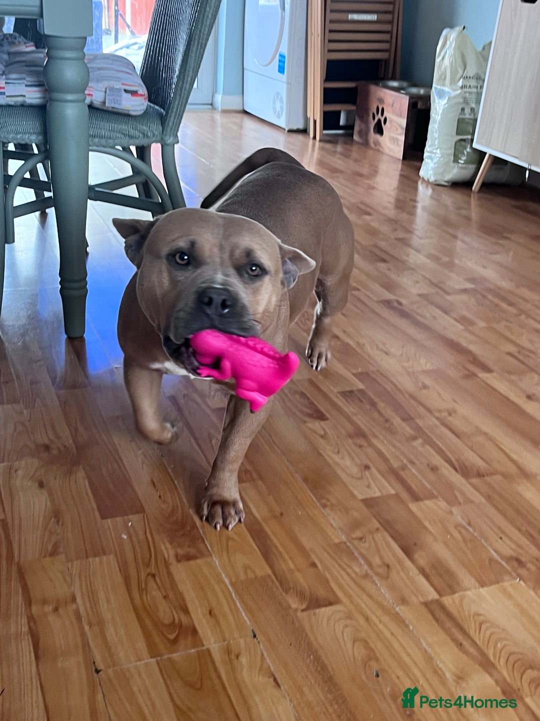 American Bully dogs for sale: 3 year old pocket bully looking for new home - Image 3