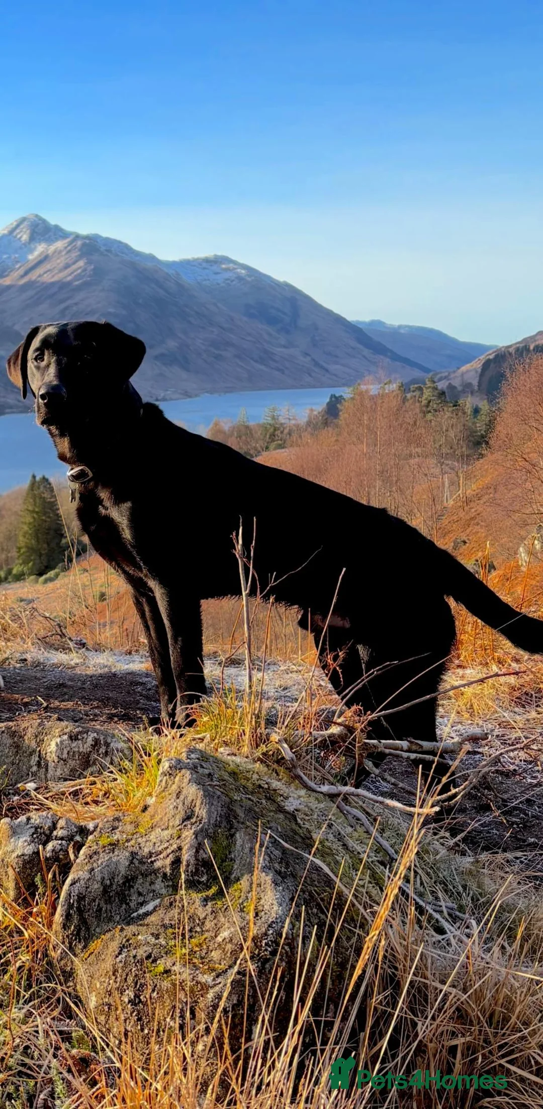 Labrador Retriever dogs for stud: Black Labrador Stud - Advert 2