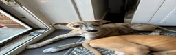 Mixed Breed dogs for sale: Whippet puppies for sale  in Swindon - Advert 11